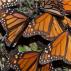 Миграция през целия живот Пеперуди монарх по време на миграция