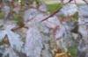 Саңырауқұлақтар тудыратын өсімдік аурулары