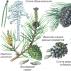 जिम्नोस्पर्म उच्च बीज वाले पौधों में क्यों हैं जिम्नोस्पर्म को ऐसा नाम क्यों मिला