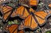 Миграция през целия живот Пеперуди монарх по време на миграция