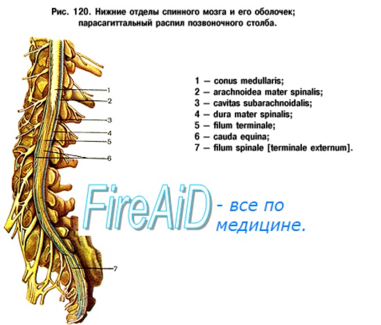 रीढ़ की हड्डी की झिल्लियों की संरचना और कार्य रीढ़ की हड्डी की आंतरिक परत को कहा जाता है