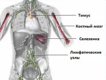 Ljudski imuni sistem i njegovi organi