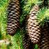 Pine cones Paano gumawa ng gamot mula sa fir cones