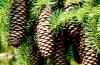 Pine cones Paano gumawa ng gamot mula sa fir cones