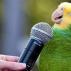 Учените се опитват да разберат защо папагалите говорят