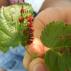 Nhện nhện trên cây trồng trong nhà: làm thế nào để chiến đấu và giành chiến thắng?